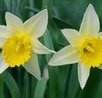 Daffodil