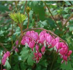 Bleeding Heart