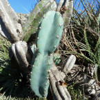 Amante y guerrero