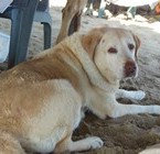 ¿Por qué los perros viven menos que las personas?