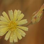 Lactuca