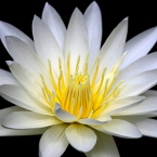 Nenufar Blanco