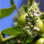 Nepeta Cataria