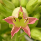 Nicotiana