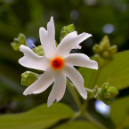Parihata