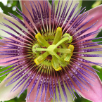 Passiflora