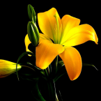 Pepita de oro