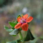 Pimpinella