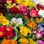 Primula