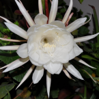 Reina de la noche