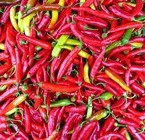 Aji Capsicum (Set 1)