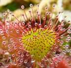 Drosera (Set 2)