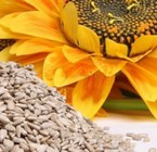 Girasol (Set 2)