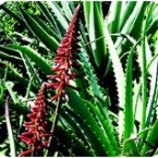Aloe Vera (Set 1)