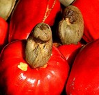 Anacardium (Set 2 )