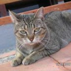 ¿A dónde van los animales cuando mueren? 2ª Parte