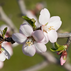 Almond – Madurez y equilibrio –