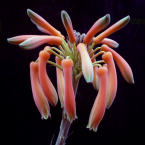 Aloe Vera – Vitalidad plena –