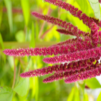 Amaranthus – Contacto con la realidad –
