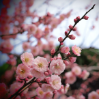 Apricot – Dulzura y equilibrio –