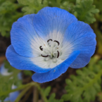 Baby blue eyes – Rechazo paterno –