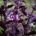 Basil – Sexo y amor –