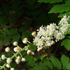 Black Cohosh – Abuso, adicción y violencia –