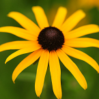 Black eyed susan – Liberar emociones escondidas –
