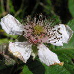Blackberry – Pasar a la acción –