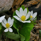 Bloodroot – Barreras de amor –
