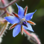 Borage – Agobio y aflicción –