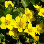Buttercap – Apreciar el propio valor –