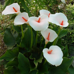 Calla Lily – Identidad sexual –