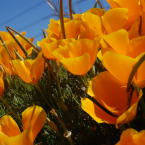 California Poppy – Escapismo y evasión –