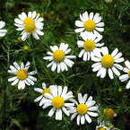 Chamomile – Restaurar la calma –
