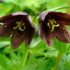 Chocolate Lily – Concepción y lactancia –