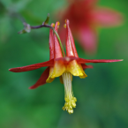 Columbine – Sentirse diferente –