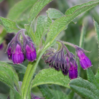 Comfrey – Coordinación –
