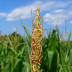 Corn – Estrés urbano –