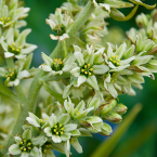 Corn Lily – Mujer terrenal –
