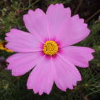 Cosmos – Comunicación asertiva –