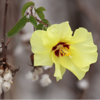Cotton – Amor y protección paterna –