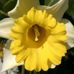 Daffodil – Culto a sí mismo –
