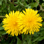 Dandelion – Tensión muscular –