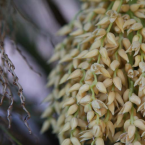 Date palm – Regeneración celular –