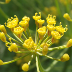 Dill – Estrés sensorial –
