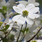 Dogwood – Traumas infantiles –