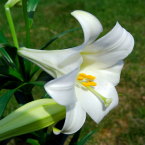 Easter Lily – Expresión sexual –