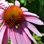 Echinacea – Dignidad quebrantada –