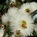 Eucalyptus – Propósito y voluntad –